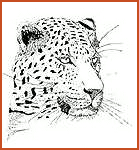 Leopard head